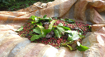 Bạt Hái Cà Phê
