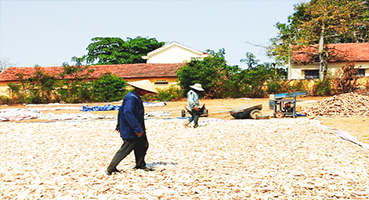 Bạt Phơi Mì