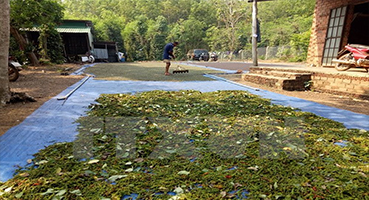 Bạt Phơi Tiêu