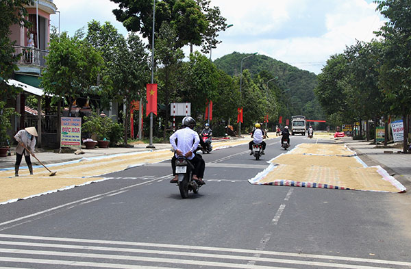 Bat phơi lúa